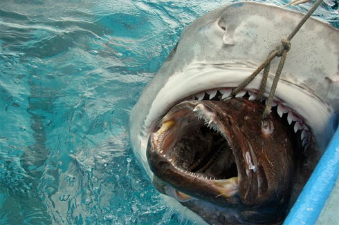 bull shark attacking. For me Bull sharks are the